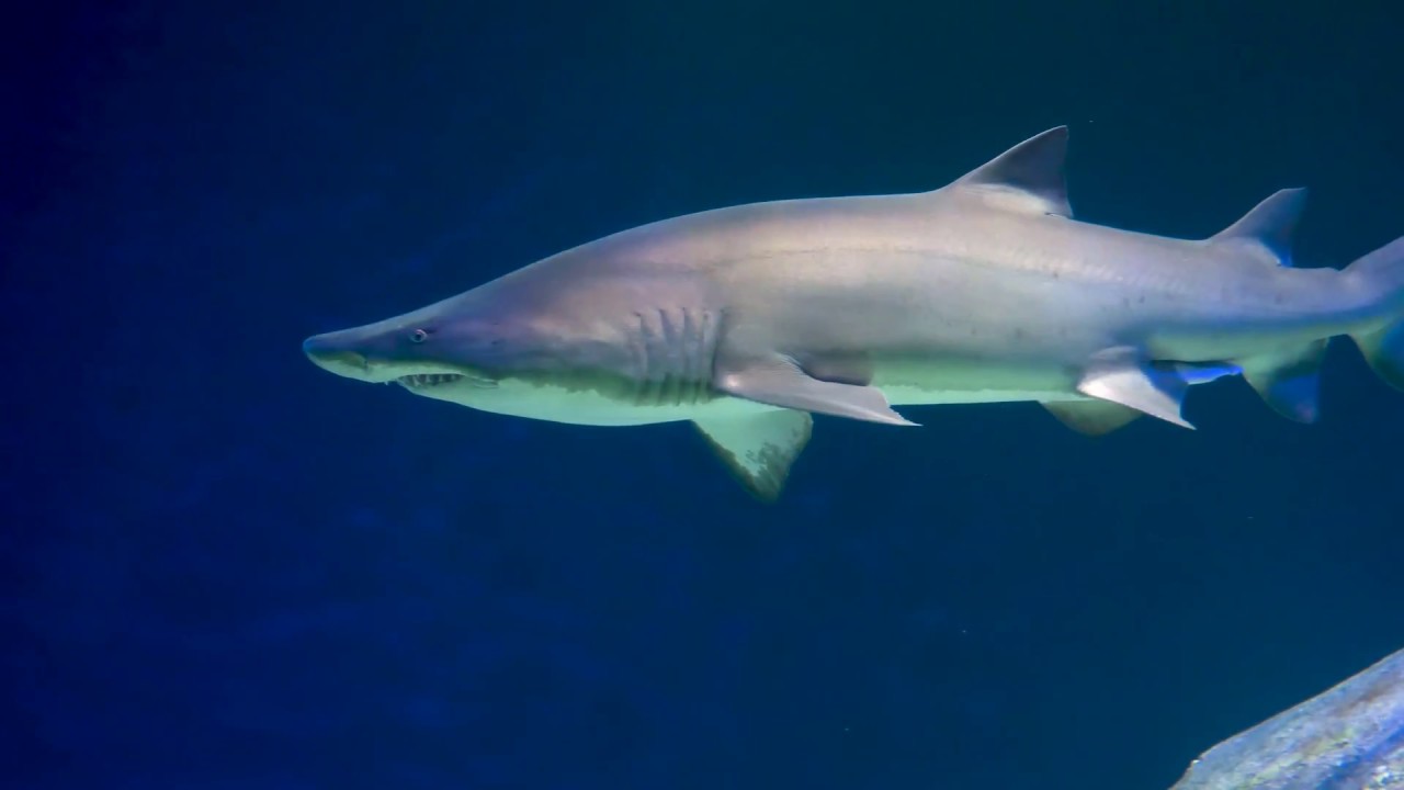 Ocean Wonders: Sharks! New York Aquarium.