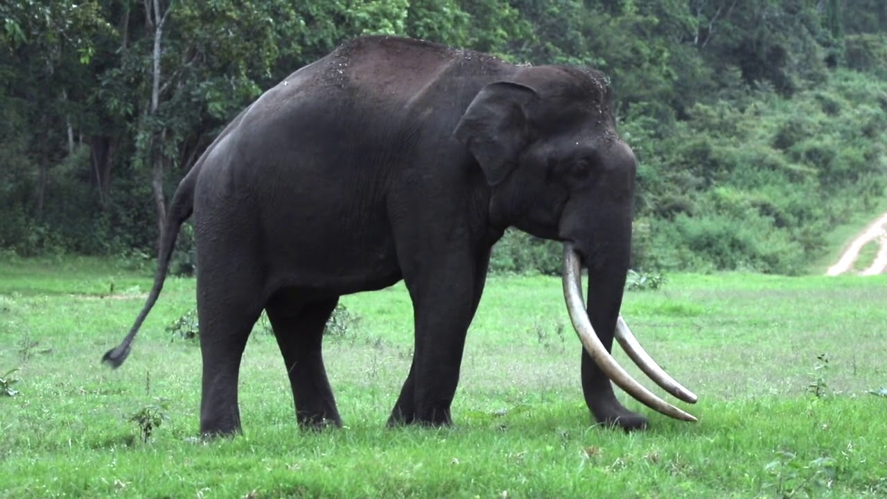 Wild Tusker southern India