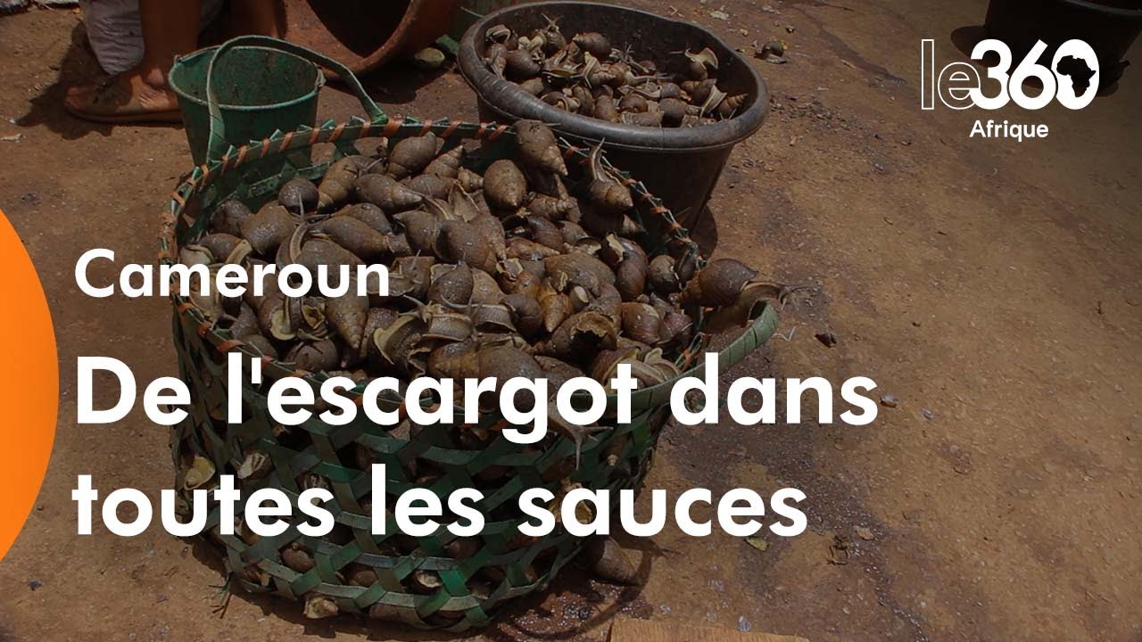 Cameroun: de l’escargot à toutes les sauces et pour entretenir...l'amour au foyer