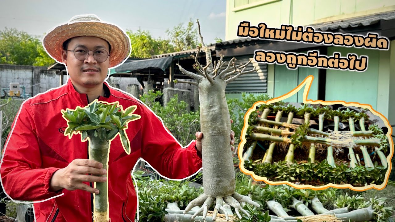 ขั้นตอนการทำชวนชมทรงสูงอย่างละเอียด