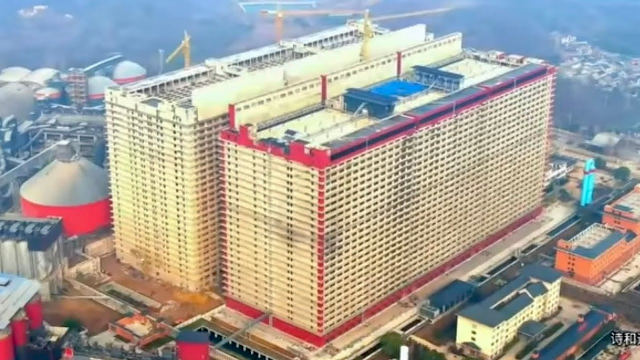 Свиноскребы вместо человейнеков 