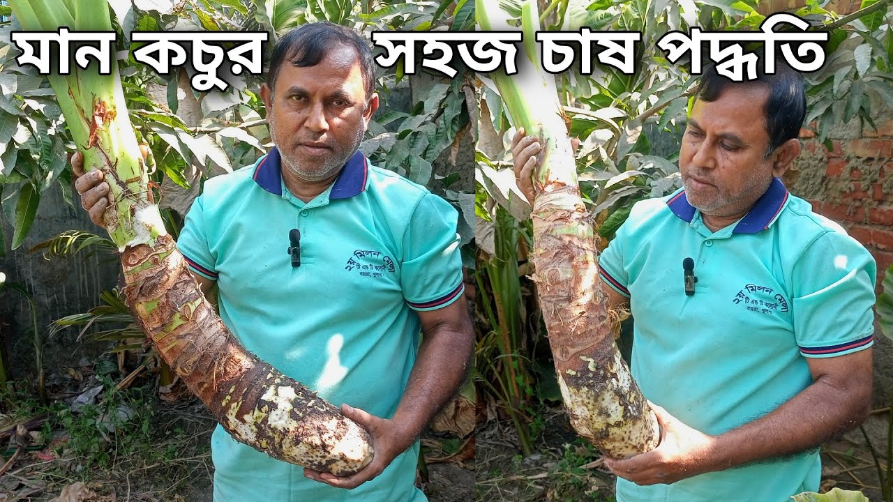 মান কচুর সহজ চাষ পদ্ধতি - পীযুষ মল্লিক - PIJUSH MALLICK @PijushMallick