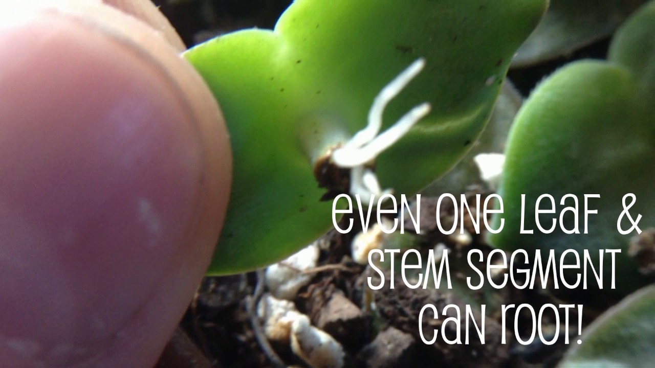 Succulent Propagation Secrets for Stacking Crassula