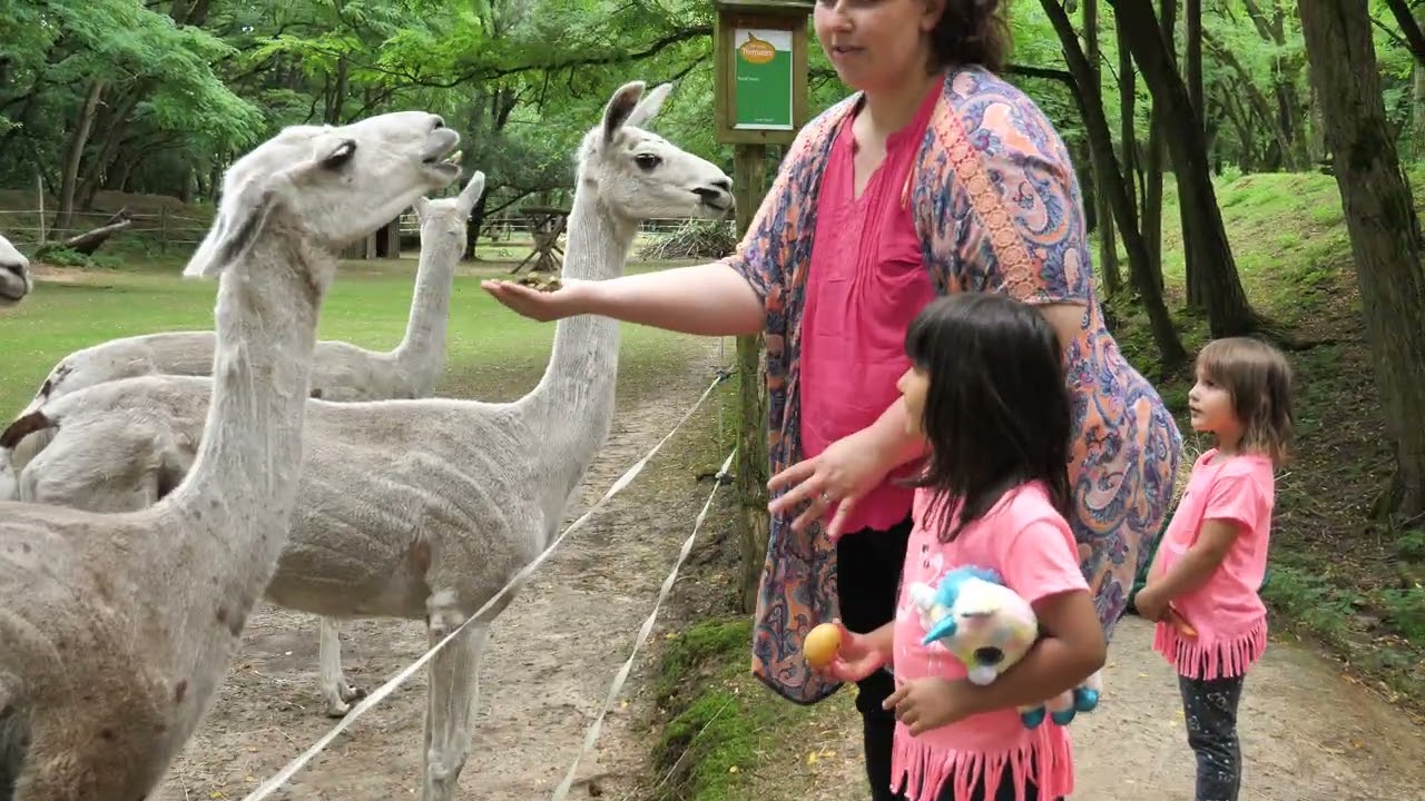 Gori madam feeding Lama in Germany #haryanvi #shortsviral #germany #frankfurt 