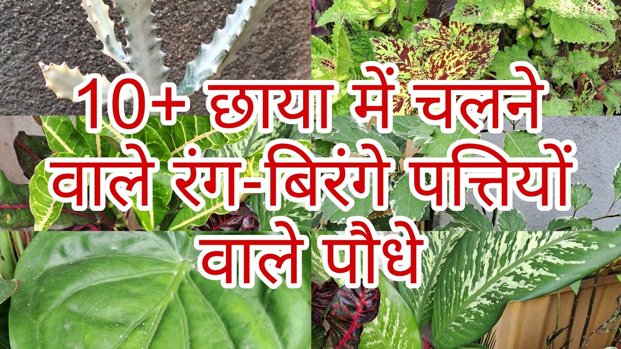 10+ छाया में चलने वाले सुंदर सुंदर पौधे से घर सजाए #indoorplants  #terracegardning 