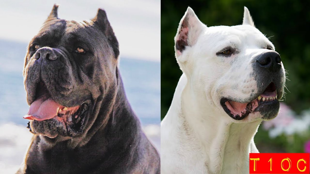 Top 10 perros mastines mas poderosos que existen