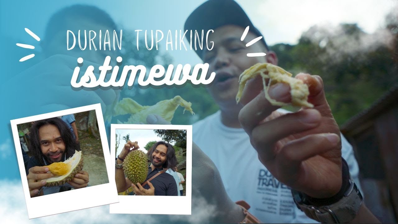 DURIAN TUPAIKING DI PULAU PINANG NGGAK ADA OBATNYA...!!!!