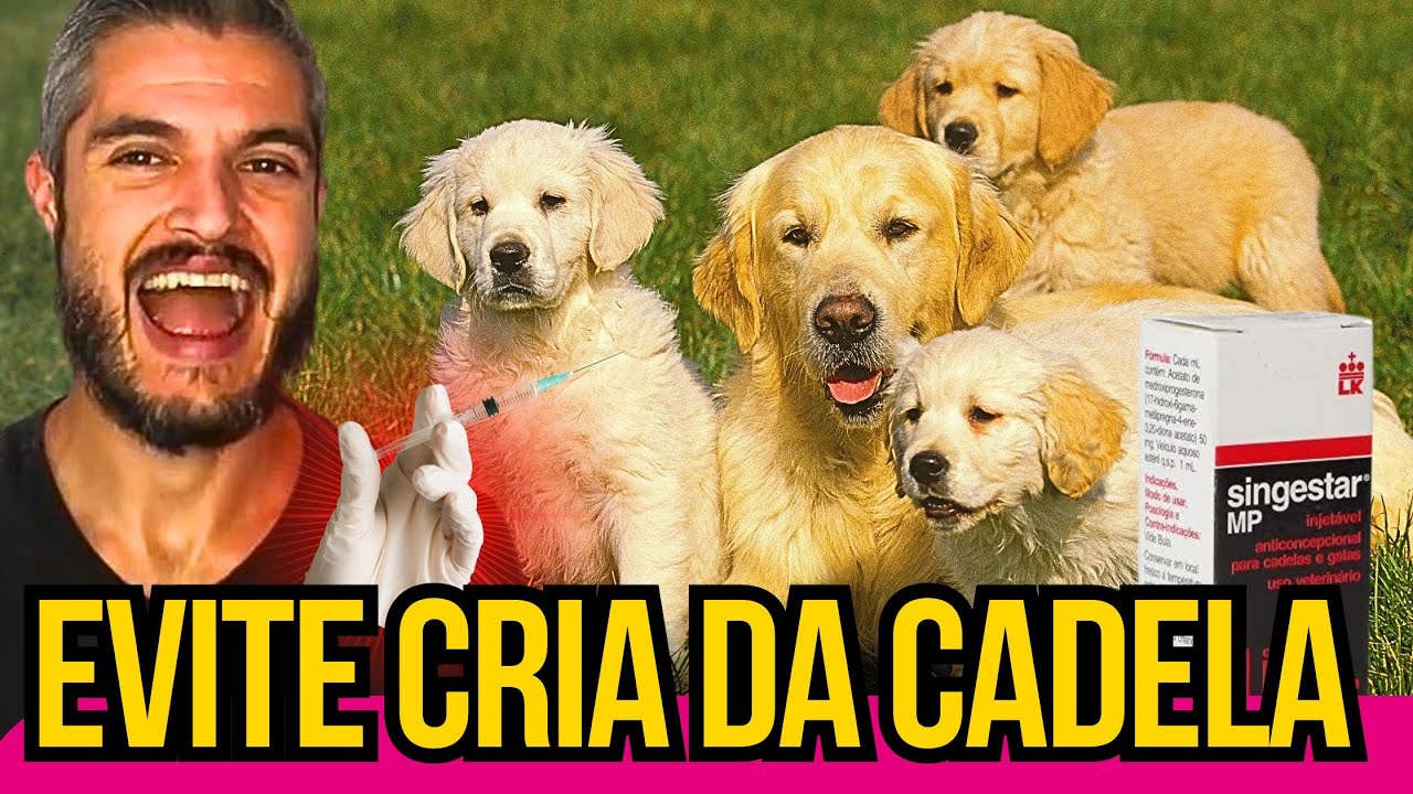 MEDICAMENTOS ABORTIVOS P/ CADELAS Como Interromper Gestação Indesejada do Cachorro Remédio Anti Cio