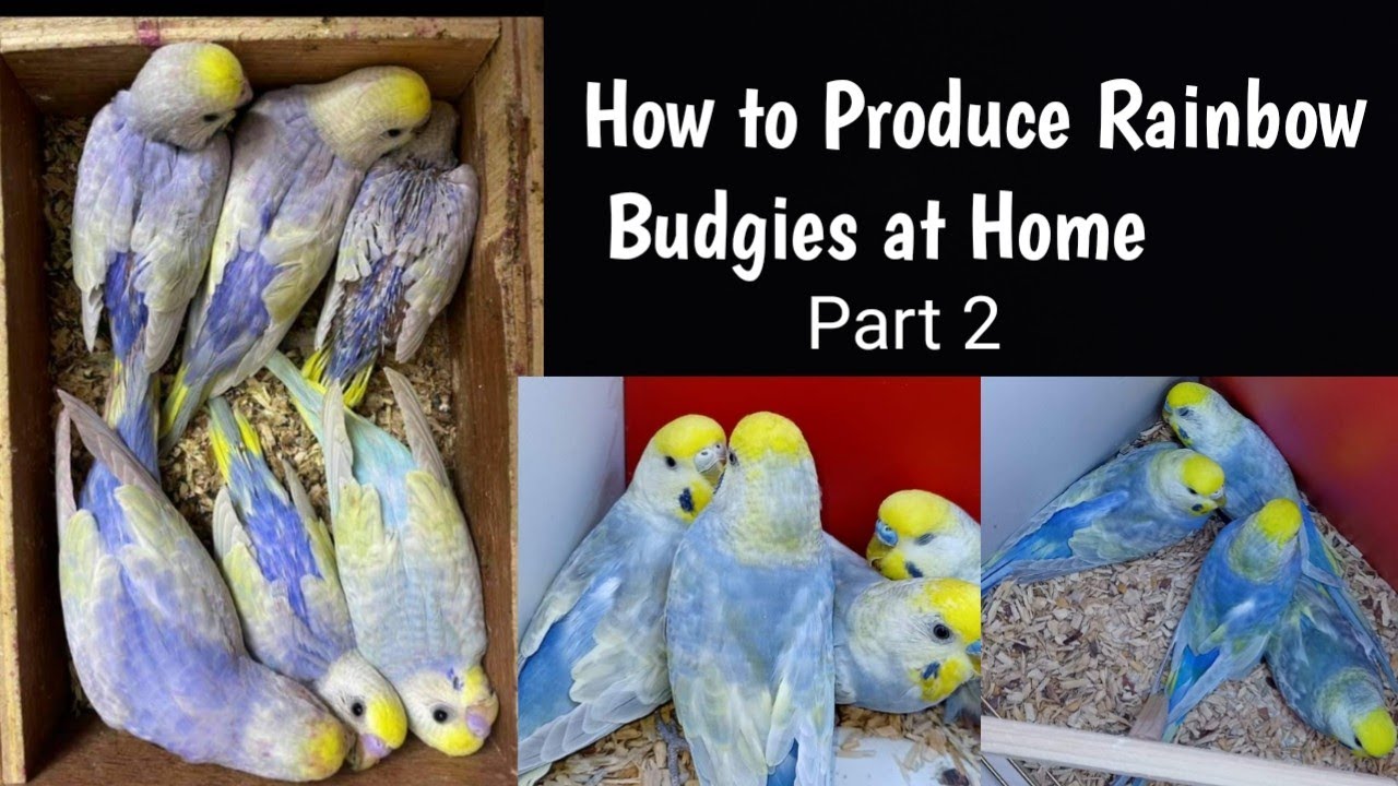How to Produce Rainbow Budgies at Home