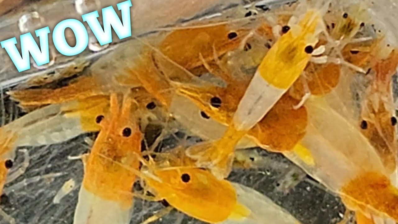 NEW SHRIMP - New Orange Rili Shrimp