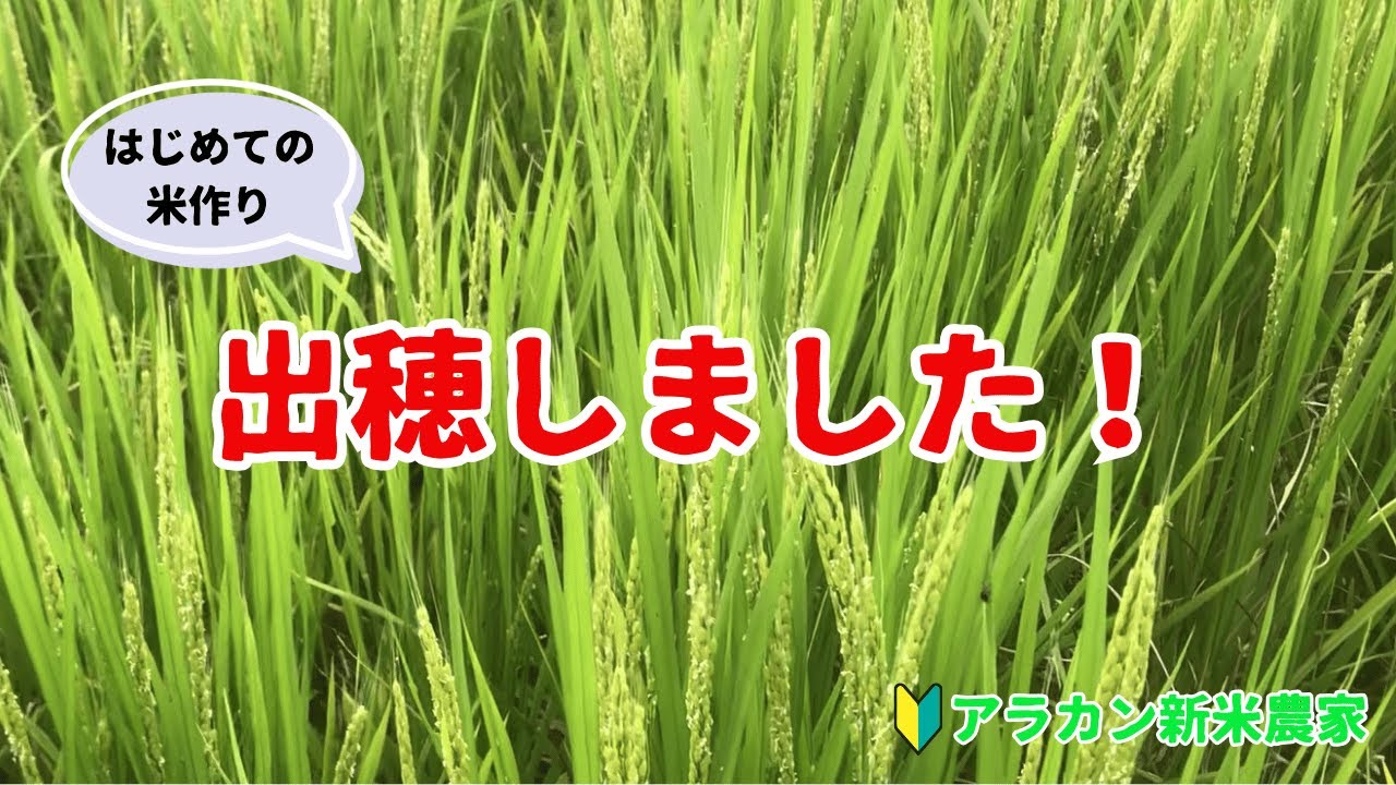 【米作り】アラカン新米農家のはじめての米作り⑥【出穂】