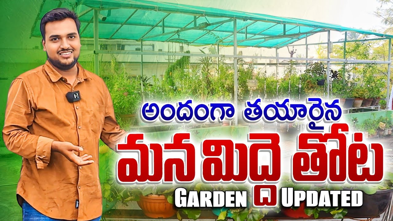 అందంగా తయారైన మన మిద్దెతోట Garden Updated