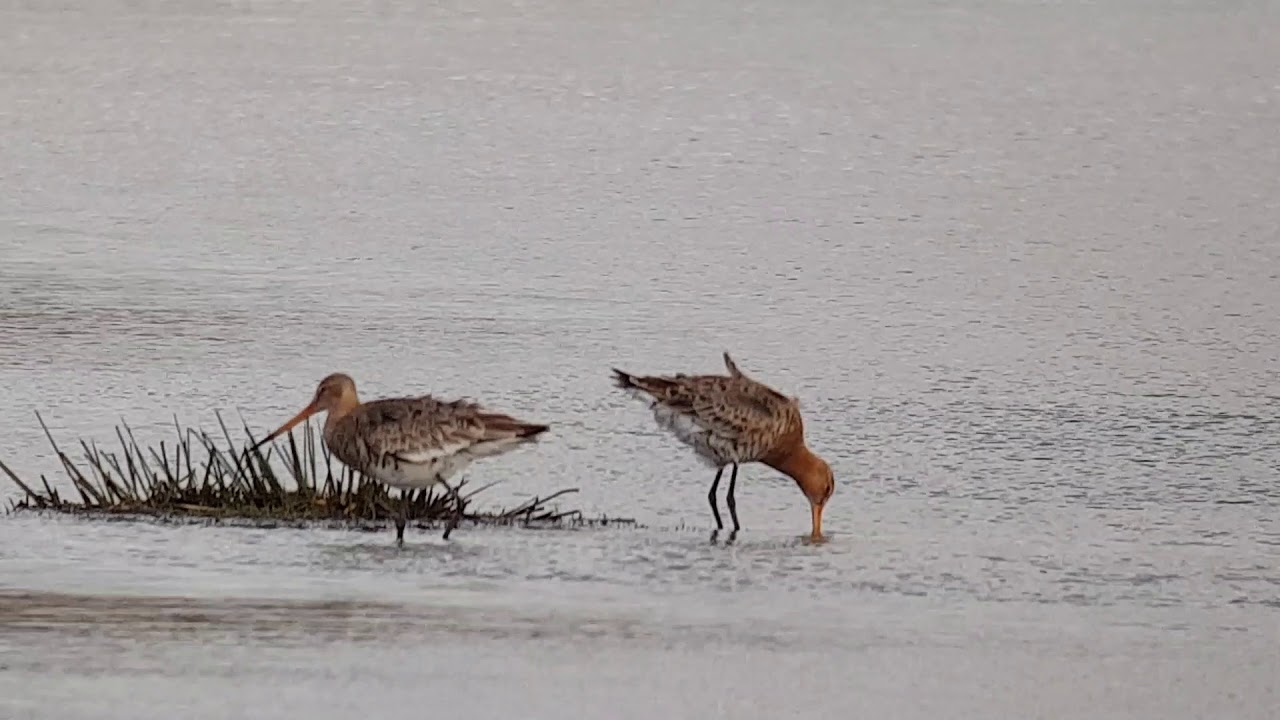 Vogelen met Paul Saager 12, krooneend, grutto, scholekster, wintertaling, tureluur en brilduiker