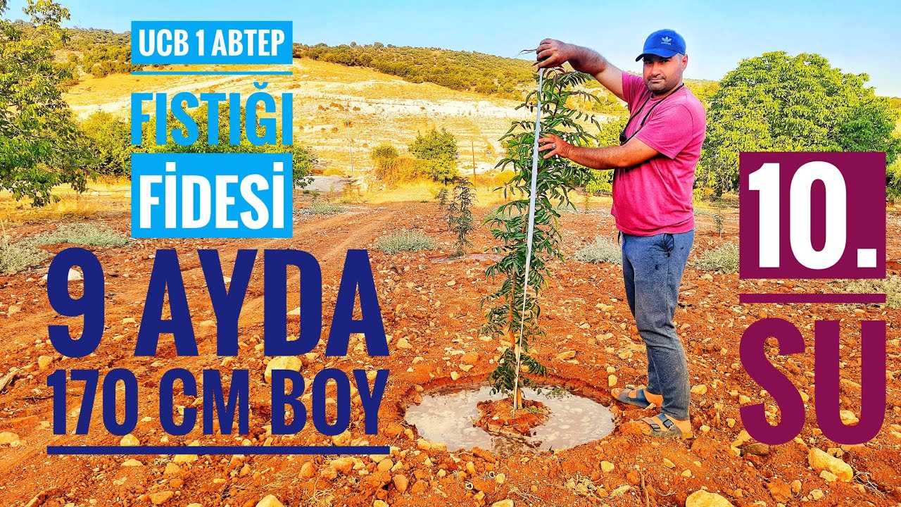 UCB 1 FISTIK FİDELERİNDE 10. SULAMA MÜKEMMEL BÜYÜME.