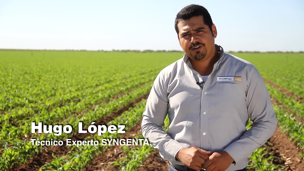 Syngenta México | Con Fortenza™ Duo, la protección es desde el inicio