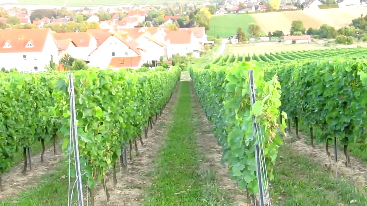 Saulheim - Weinberg