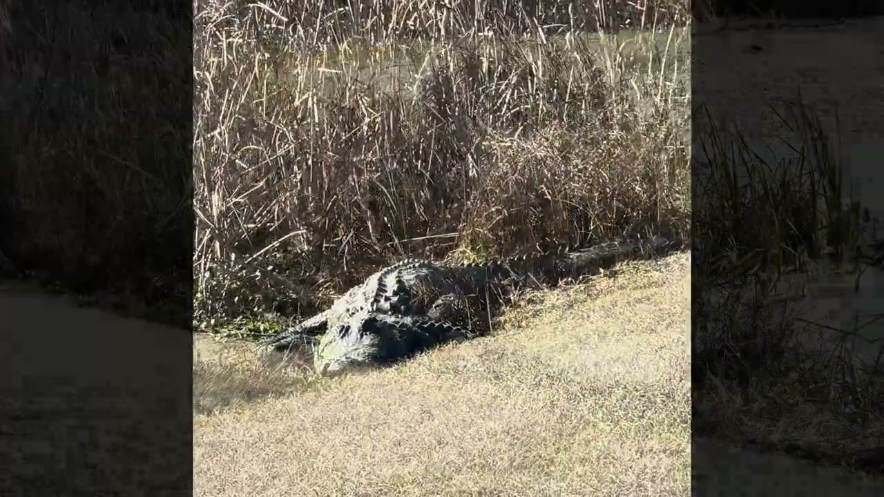 Relaxing Sunday at Sweetwater Wetlands Park