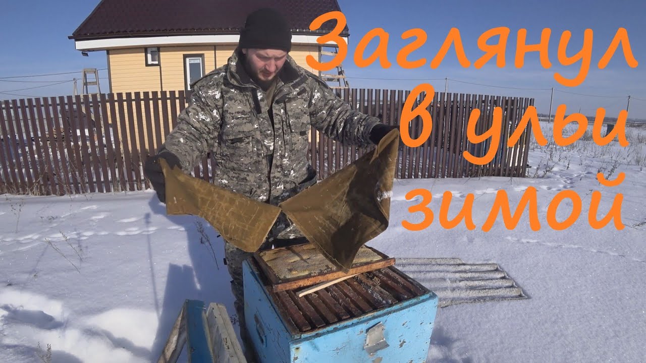 Что случилось с пчёлами зимой? Планы на новый сезон