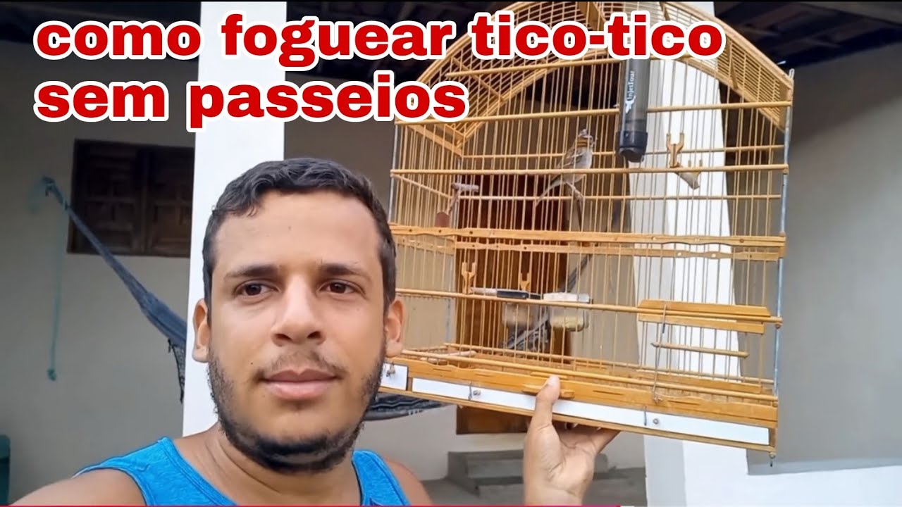 como foguear tico-tico sem passeios