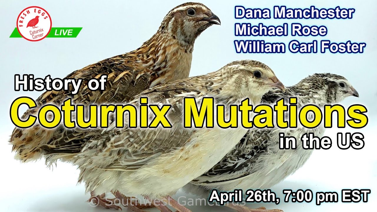 History of Coturnix Mutations -  Coturnix Corner LIVE