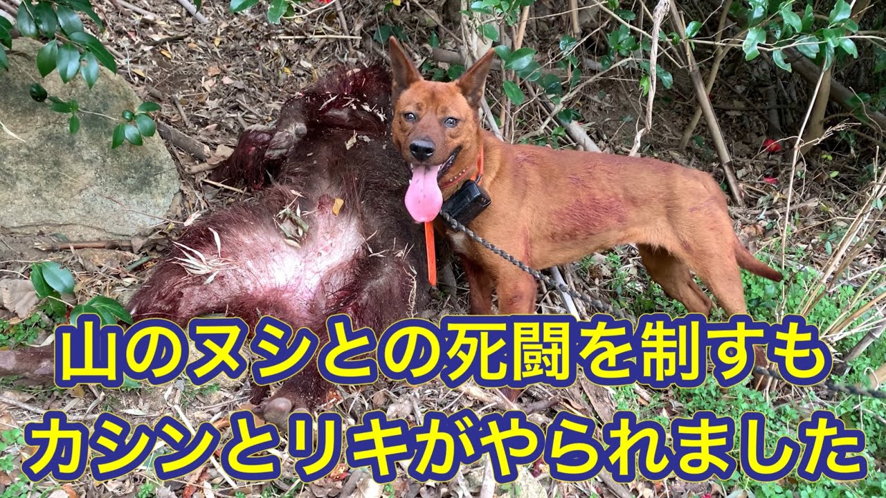 １２０kgのオスのイノシシとの死闘を制すも猟犬カシン、リキがやられました&hellip;。