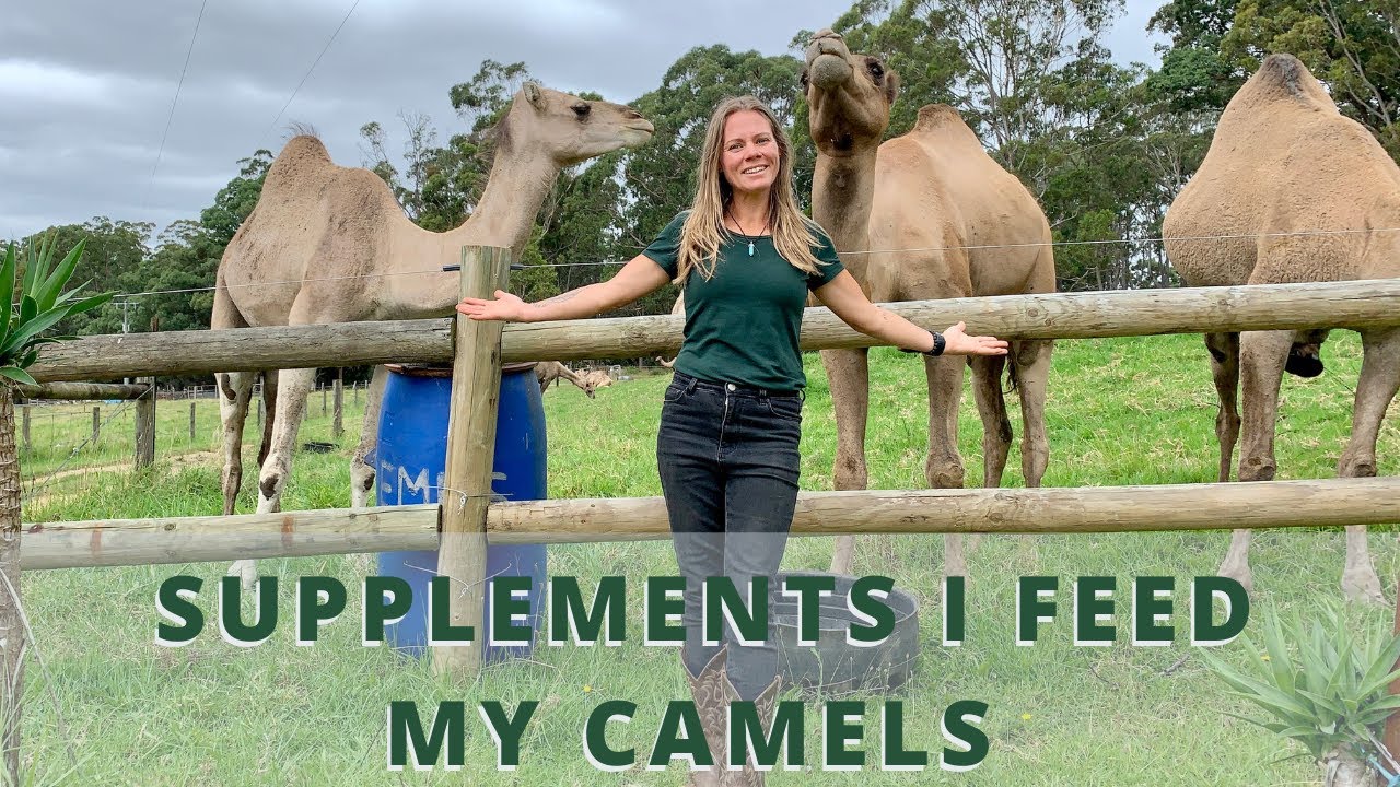What Supplements I Give My Camels (And How I Feed Them)