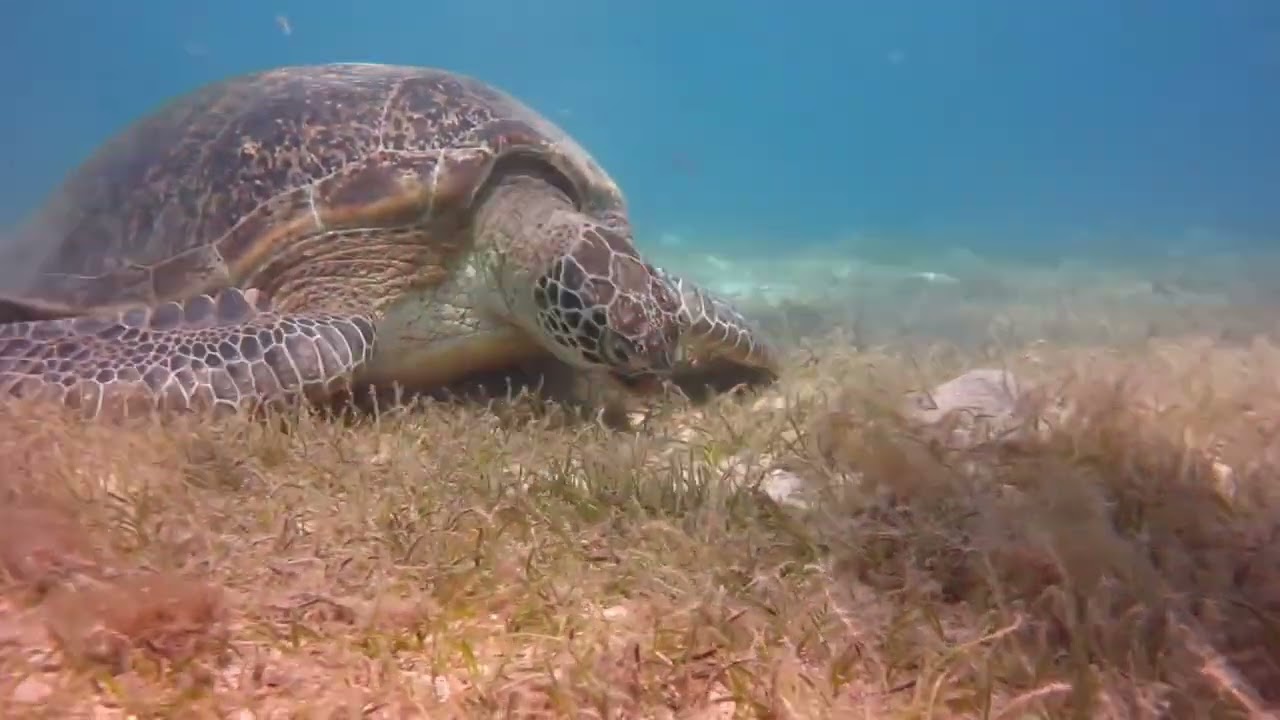 Honu Mini Documentary