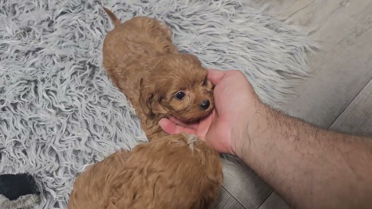 Opal & Oki sweet Cavapoo Siblings. Watch them play. 