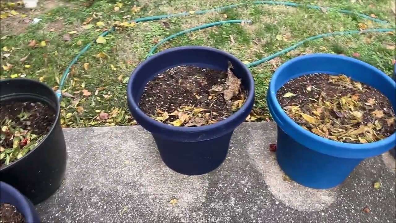 End Of Pepper Growing Season Cleanup.  November 15, 2025