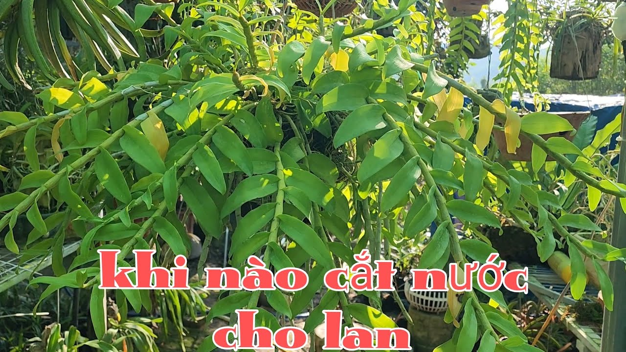 Giảm tưới nước v&agrave; cắt nước cho lan như thế n&agrave;o để si&ecirc;ng hoa | phong lan rừng pv