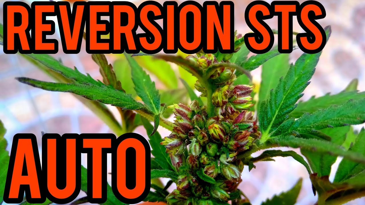 REVERSI&Oacute;N CON STS EXITOSA. TANGIE AUTO BUDDHA SEEDS.