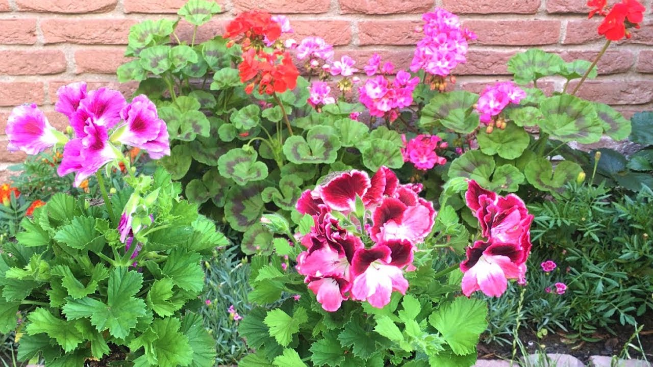 Geranium (Pelargonium) buiten beschermen tegen de kou (overwinteren)
