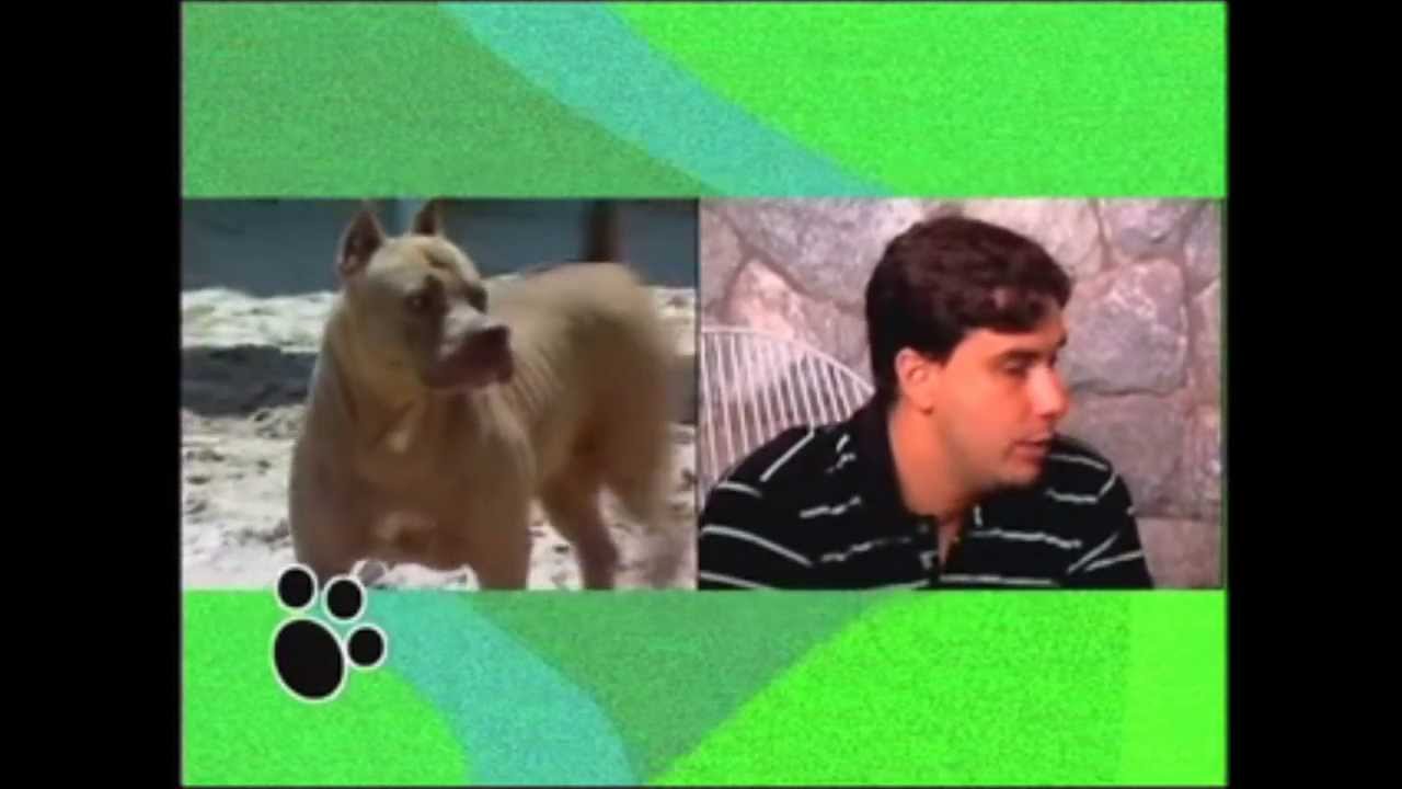 O Pit Bull - História e Características da raça