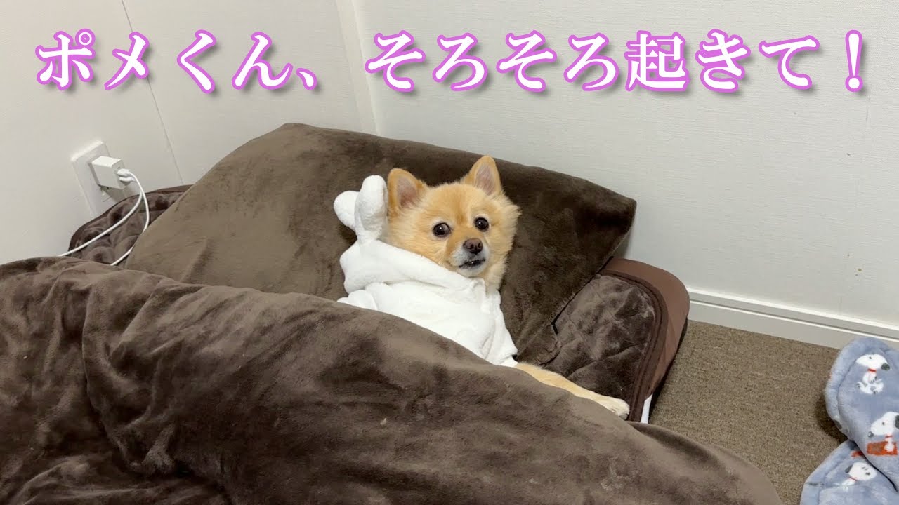 愛犬とアラサー独身男の何気ない平和な日常がこちら