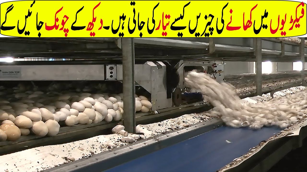 Most Amazing Food Processing Machine In Hindi/Urdu