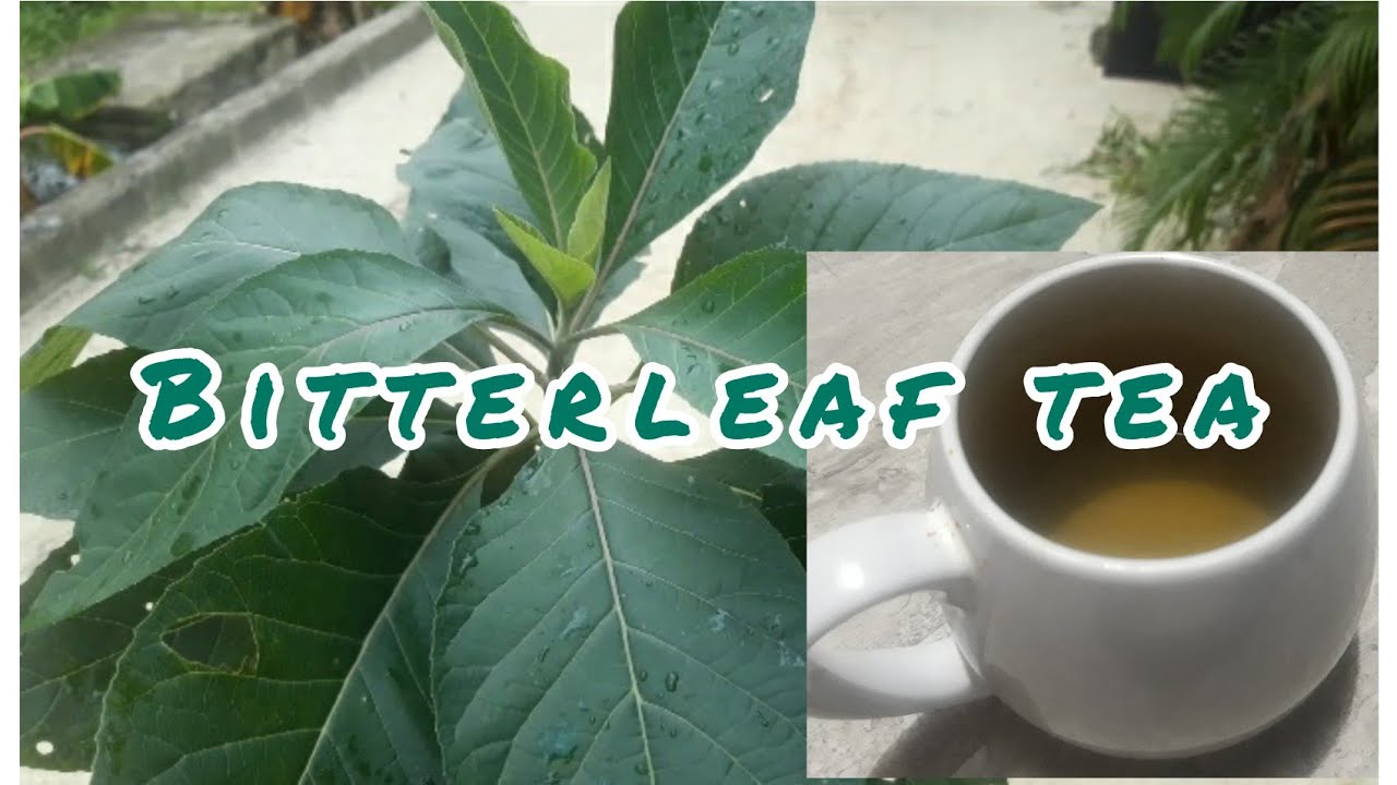 How To Make Bitterleaf Tea And Its Benefits To Health