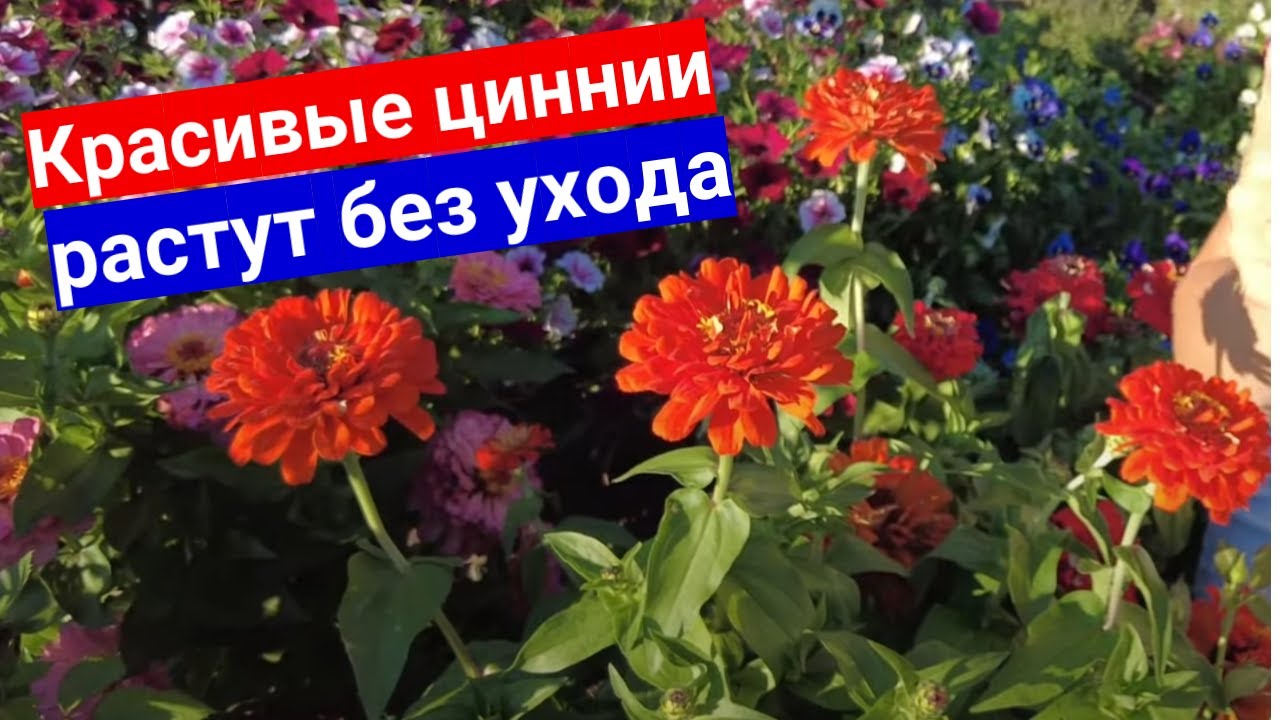 Циннии, за которыми не надо ухаживать. Описание самых красивых сортов цинии