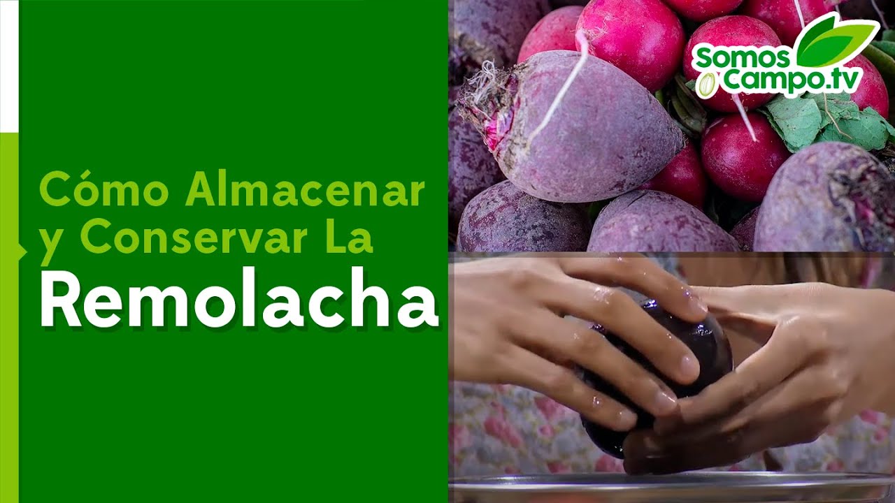 C&oacute;mo Almacenar Remolacha En Casa - Somos Campo.Tv