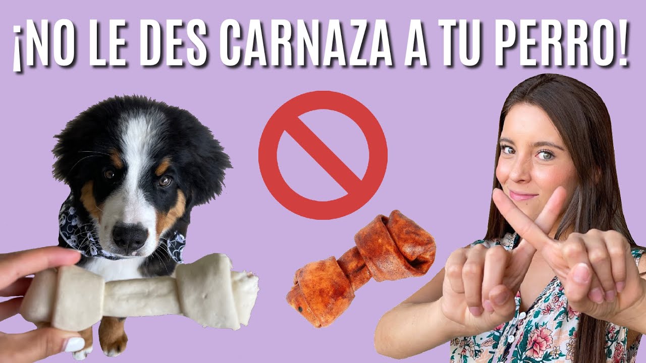 &iquest;POR QU&Eacute; ES MALA LA CARNAZA PARA TU PERRO? - Lauvet