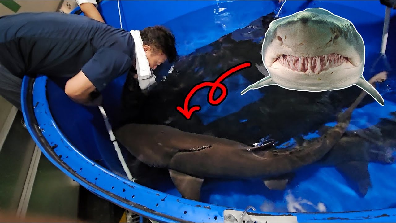 아쿠아리움 초대형상어는 어떻게 옮겨지는걸까요?? feat직원만 갈수있는 공간 공개!