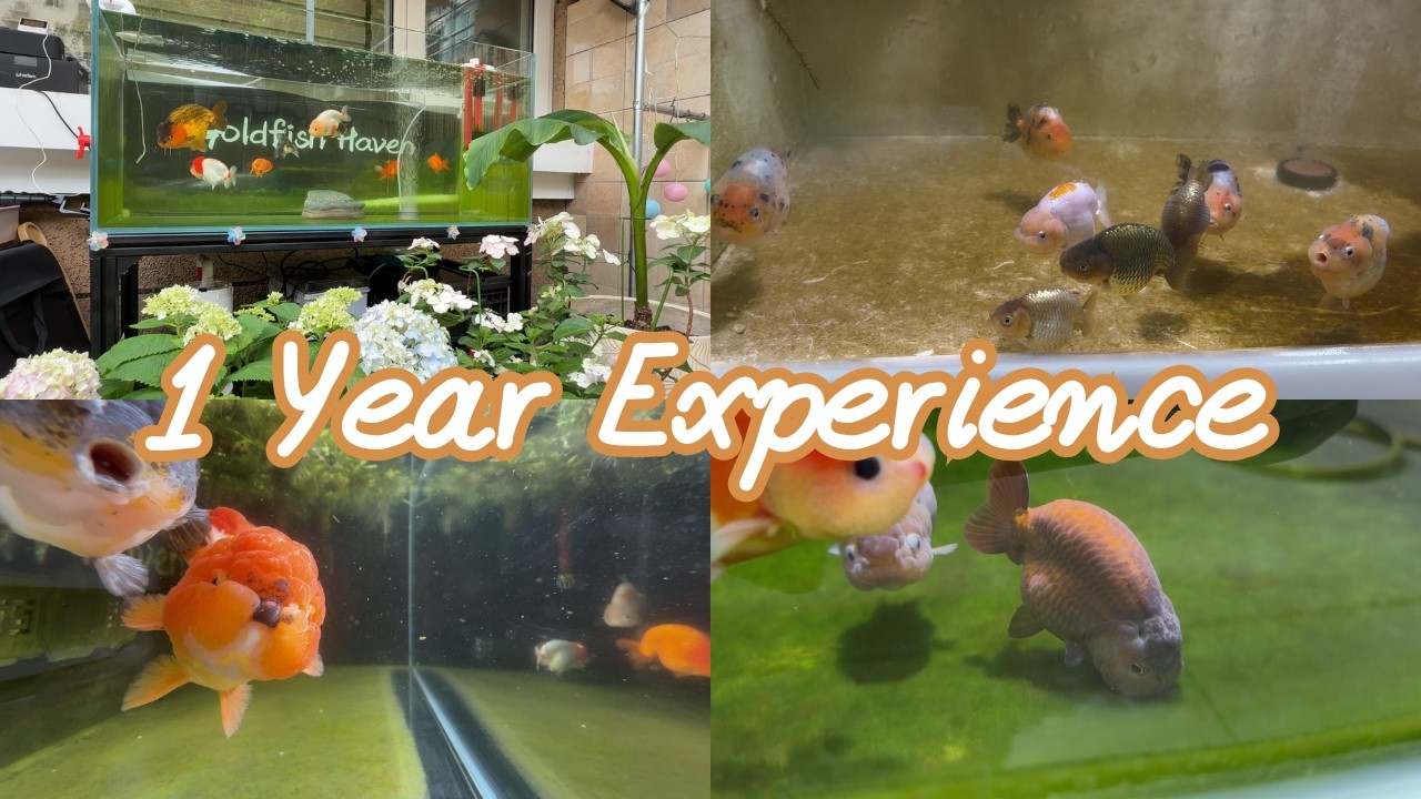 Goldfish Care Through the Seasons | My 1-Year Ranchu Experience