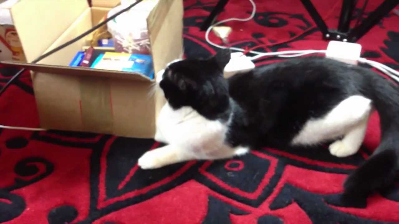 Klecks ist ROLLIG!!! | Die Meeries