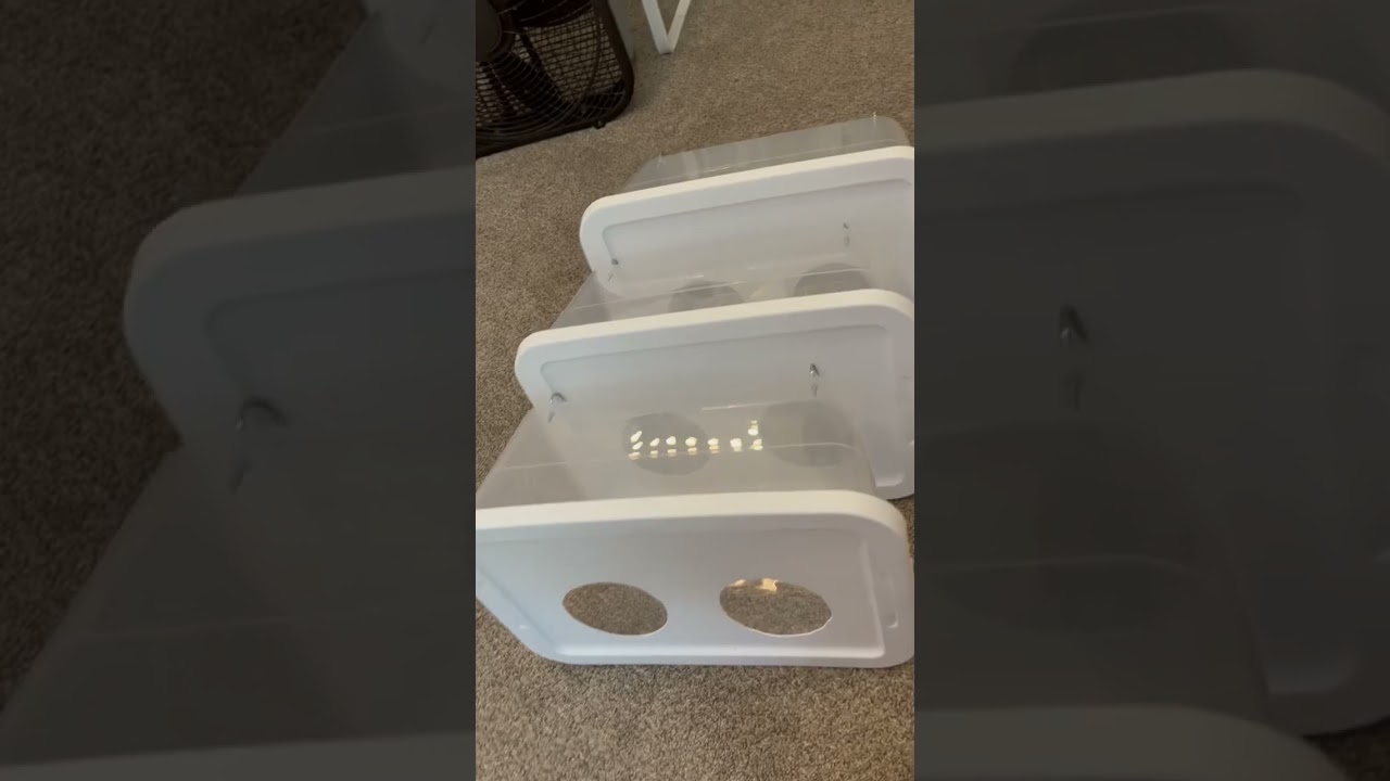 DIY rabbit hay rack #shorts #viral #pets #bunny #foryou #diy #crafts #rabbit #beforeandafter