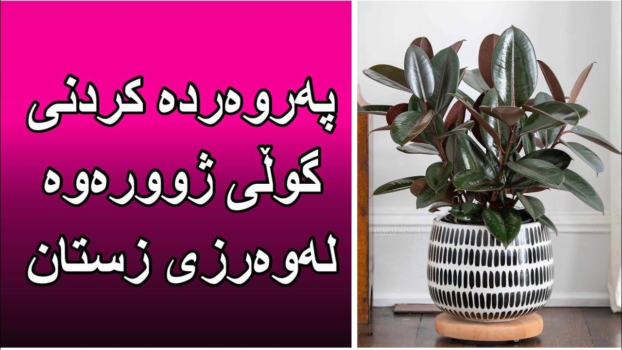 چۆنیەتی پەروەردە كردنی گوڵی ژوورەوەلە وەرزی زستان #rahelaziz #youtube #flowers #زراعة #agriculture