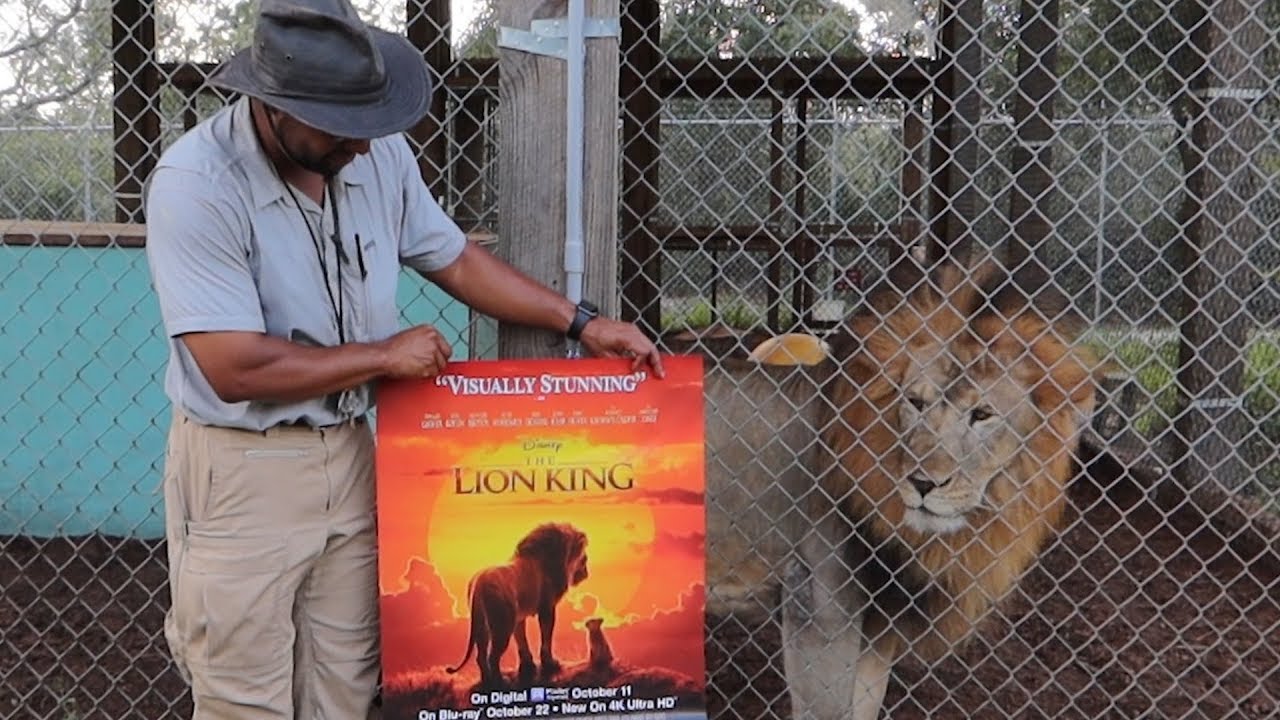 Visiting The Real Life Lion King at Central Florida Animal Reserve! | Big Cat Facts!