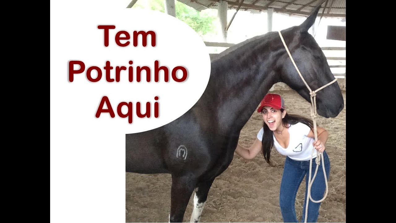 Como cuidar de uma &Eacute;gua Prenhe - Por Gabi Gobo, Blog Jeito de Cowboy