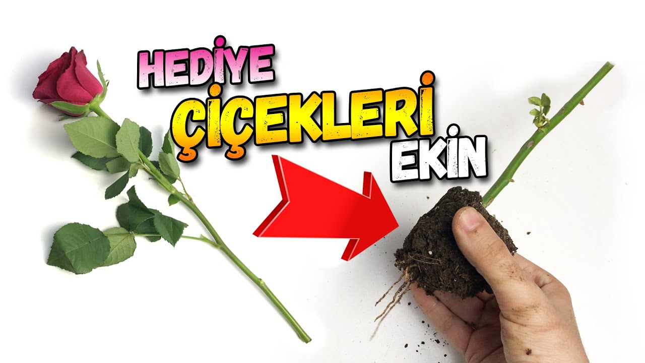 G&uuml;l Dalı K&ouml;klendirme Y&ouml;ntemi