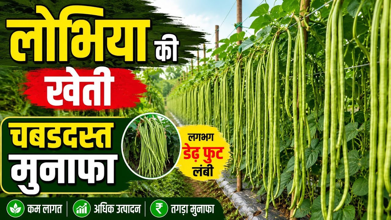 🔥 लोबिया / बरबट्टी की खेती | साल भर उत्पादन देने वाली बेस्ट किस्म | किसान की सीक्रेट जानकारी