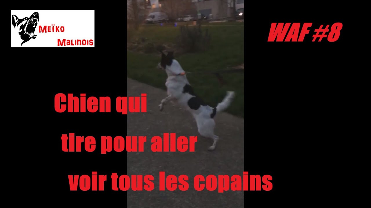 WAF #8 - Chien réactif aux congénères
