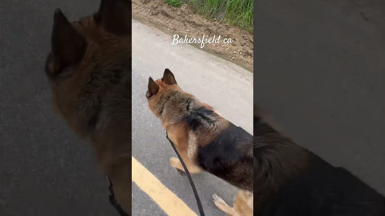 A long walk with broly (my dog )